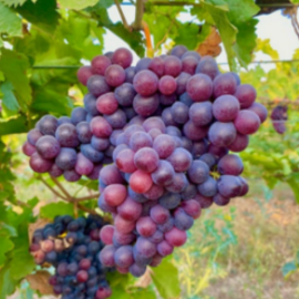 Grapes