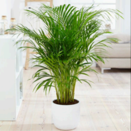 Areca Palm