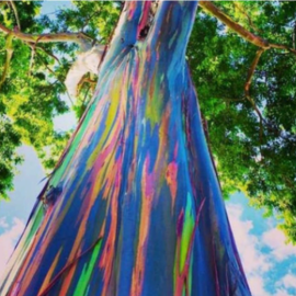 Rainbow Eucalyptus
